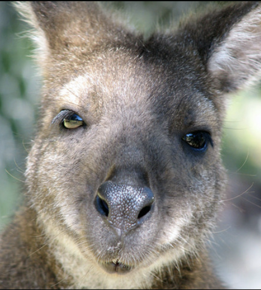 A Kalihi Rock Wallaby in the volcanic terrain of Oahu
