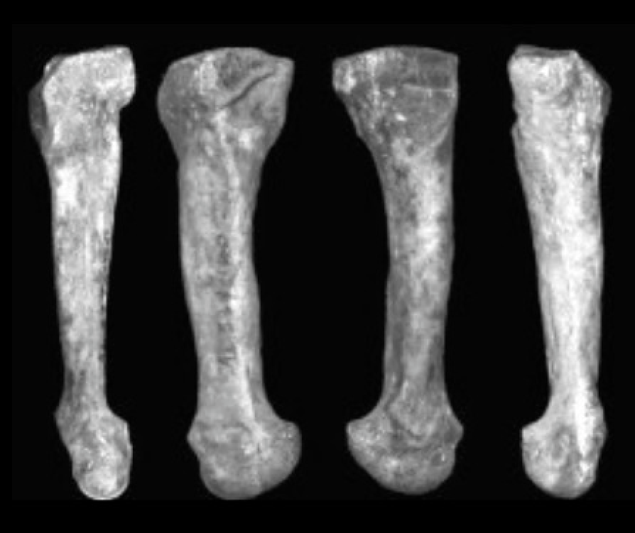 Photographs of the Australopithecus afarensis metatarsal and a skeletal foot diagram showing where researchers placed the bone.